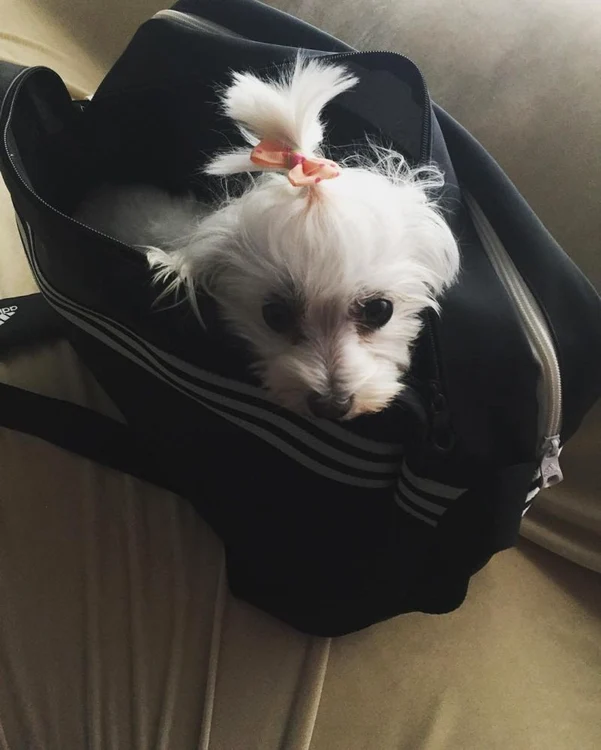 Căţeluşa vedetei sare în orice geantă îi iese în cale