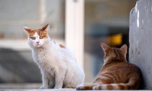 cats 5606202 1280 jpg