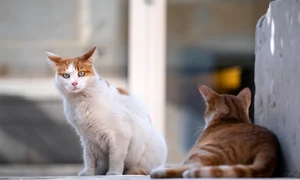 cats 5606202 1280 jpg