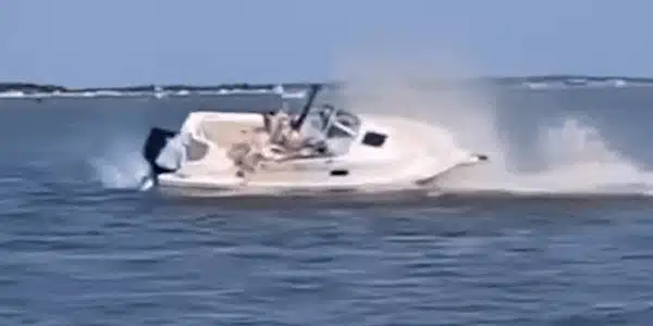 Balena gif