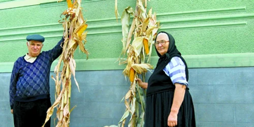 Hunedoara: Grădină cu dovleci mamut la Boşorod