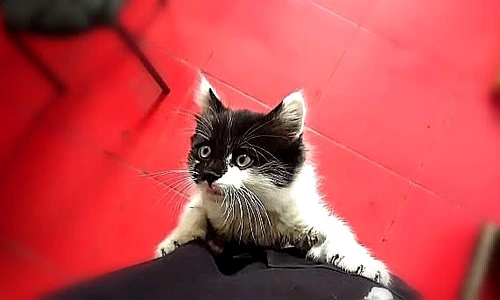 1 74331 original jpg jpeg