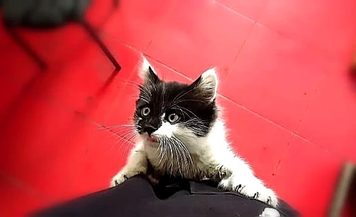 1 74331 original jpg jpeg