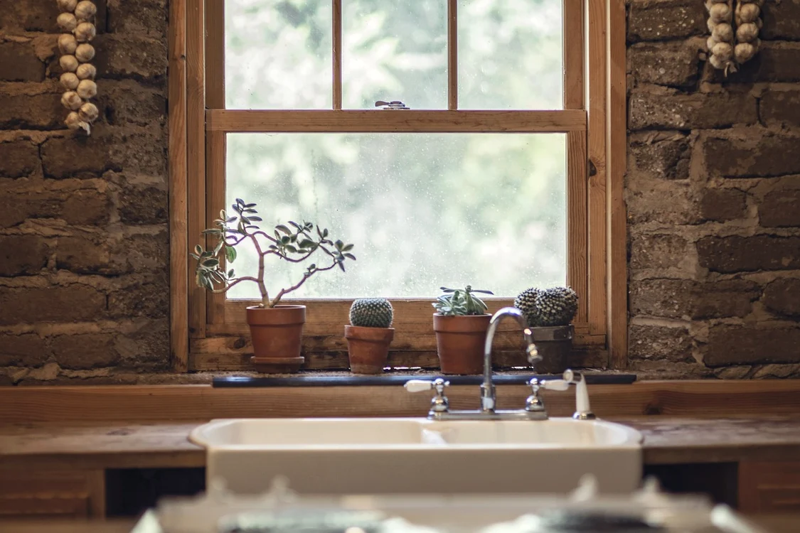 Cactusul și plantele suculente aduc multe beneficii / foto: Pixabay 