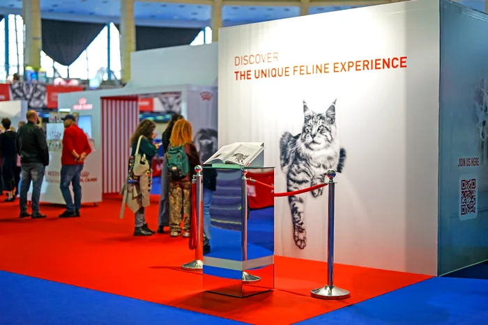 tiai ca pisicile pot alerga mai repede decat un atlet olimpic royal canin explica tiin a din spatele bunastarii lor2 png