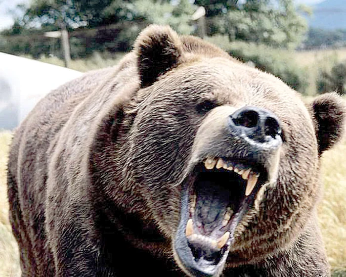 În acest an, cinci oameni din judeţul Harghita au fost atacaţi de urşi