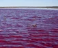 Au colorat laguna Trelew din Argentina in roz pentru a conserva creveţii. FOTO AFP