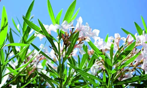 1 46177 original jpg jpeg