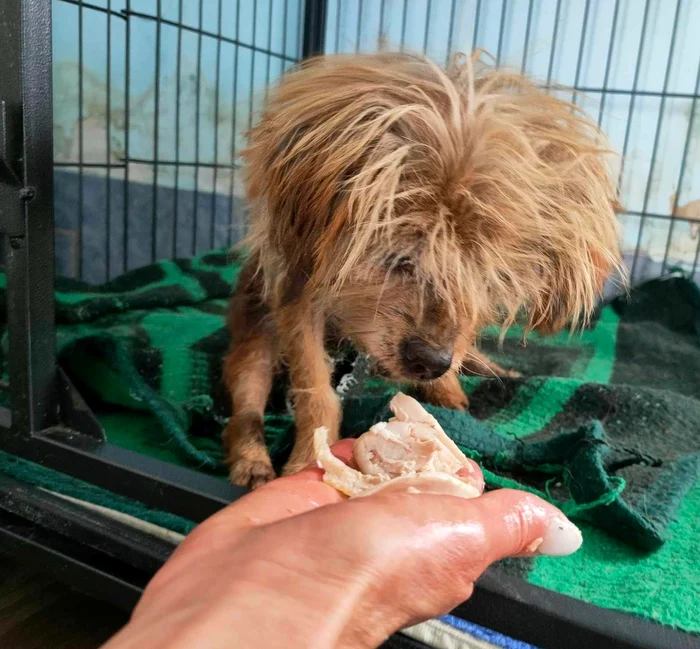 Cățelușa este în siguranță, la Ajutați-l pe Lăbuș FOTO: Help Lăbuș