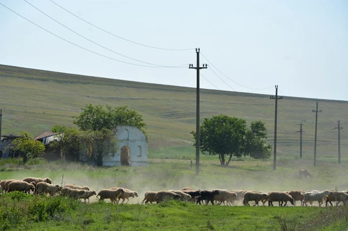 Ruinele bisericii din satul Haţeg, judeţul Constanţa                                       FOTO Călin Gavrilaş