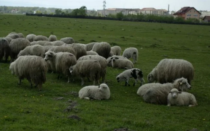 Scandalul a pornit de la oile care păşteau pe terenul cu pricina FOTO Arhivă