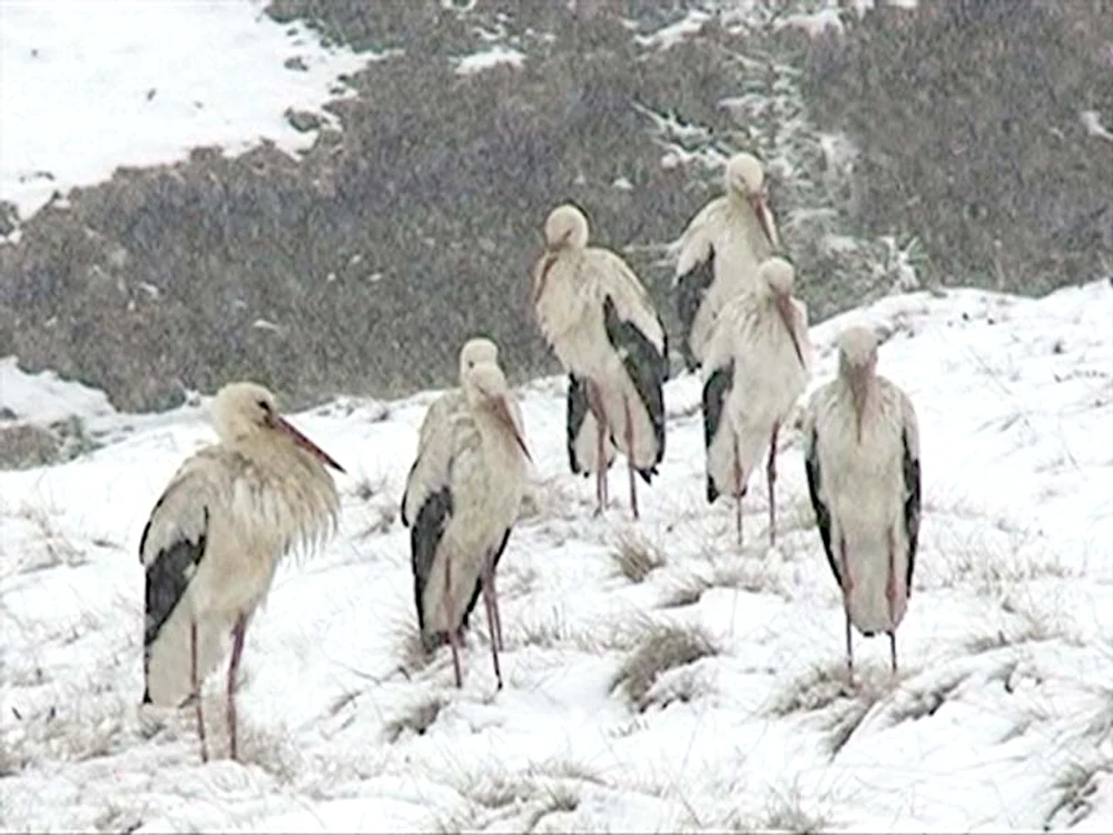 
    Păsările au fost  fotografiate de  câţiva turişti (FOTO: www.tvpartener.ro)  