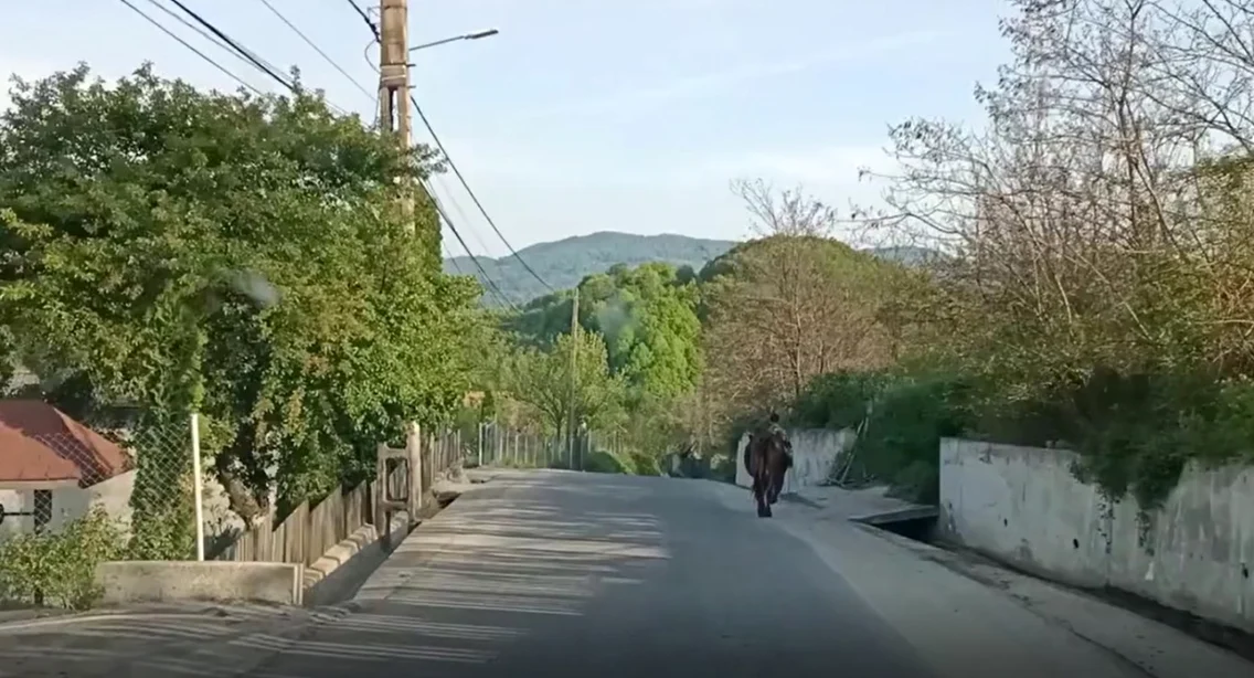 TransPerişani - drumul de munte alternativă la Valea Oltului Foto Daciana Stoica