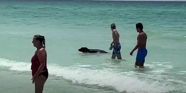Un urs a fost surprins bălăcindu-se în apele Golfului Mexic.  Foto Captură video YouTube 