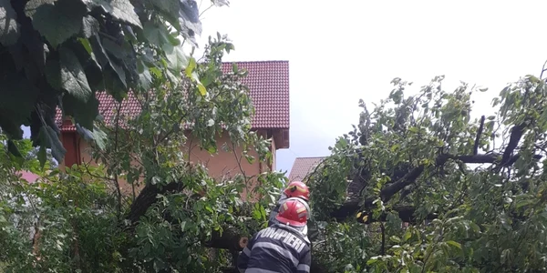 Nuc căzut peste reţeaua de electricitate din Horezu - Vâlcea din cauza vântului Foto ISU Vâlcea