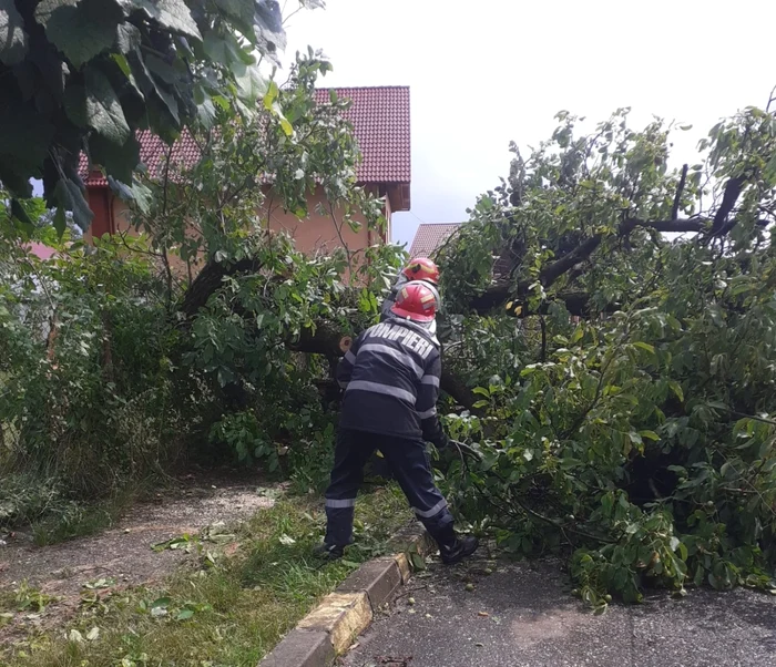 Nuc căzut peste reţeaua de electricitate din Horezu - Vâlcea din cauza vântului Foto ISU Vâlcea