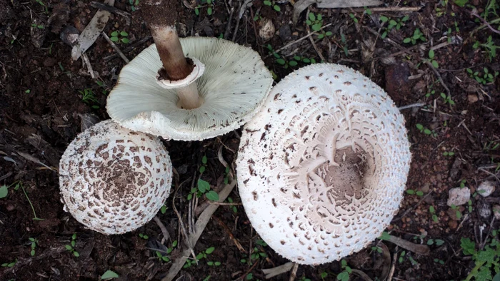 Chlorophyllum molybdites. Sursa: Wikipedia
