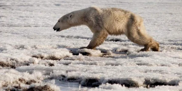 Urs polar 