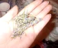 lavanda 3