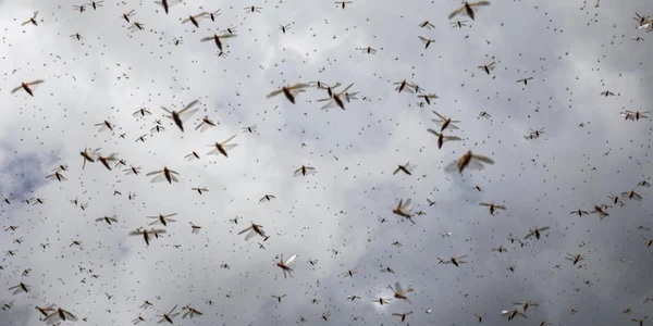 Invazia de lacuste in Somalia FOTO EPA-EFE