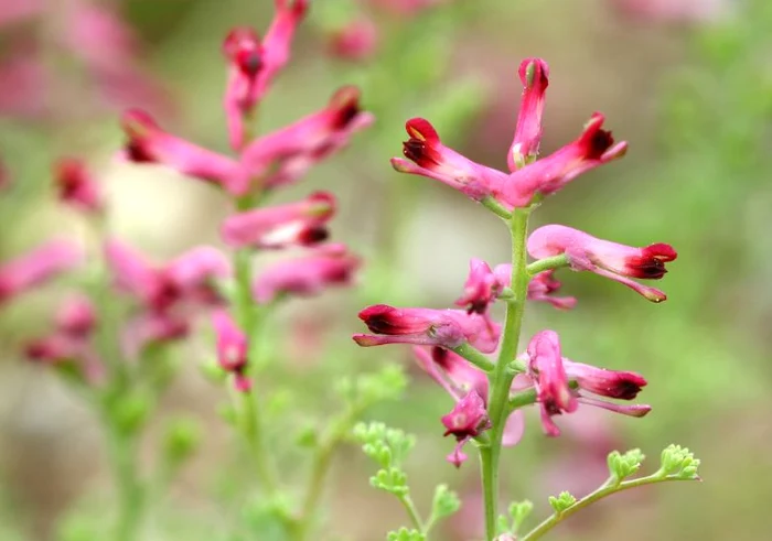 
    Fumărița este planta ce "promite" tinerețe fără bătrânețefoto: Shutterstock  