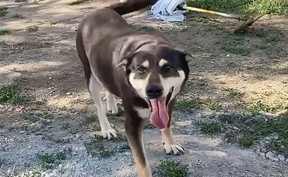 Pluto n-a mai părăsit ţarcul timp de 11 ani. Foto Facebook/Nobody Dogs Rescue Centre 