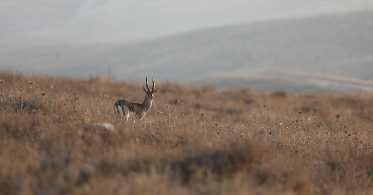 Specia care revine în pădurile României după aproape un secol. 51 de exemplare ajung din nou în natură