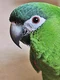 24 peglob foto3 4col 180 ara diopsittaca nobilis jpeg