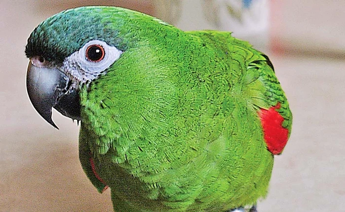 Papagalul narcoman dădea alarma când vedea vreun poliţist apropiindu-se de casă