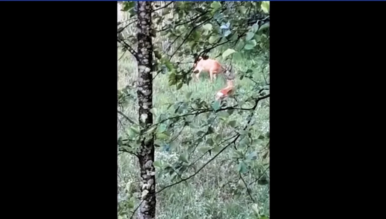 FOTO: captură video Romsilva / Facebook