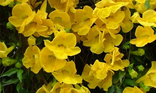 1 71927 original jpg jpeg