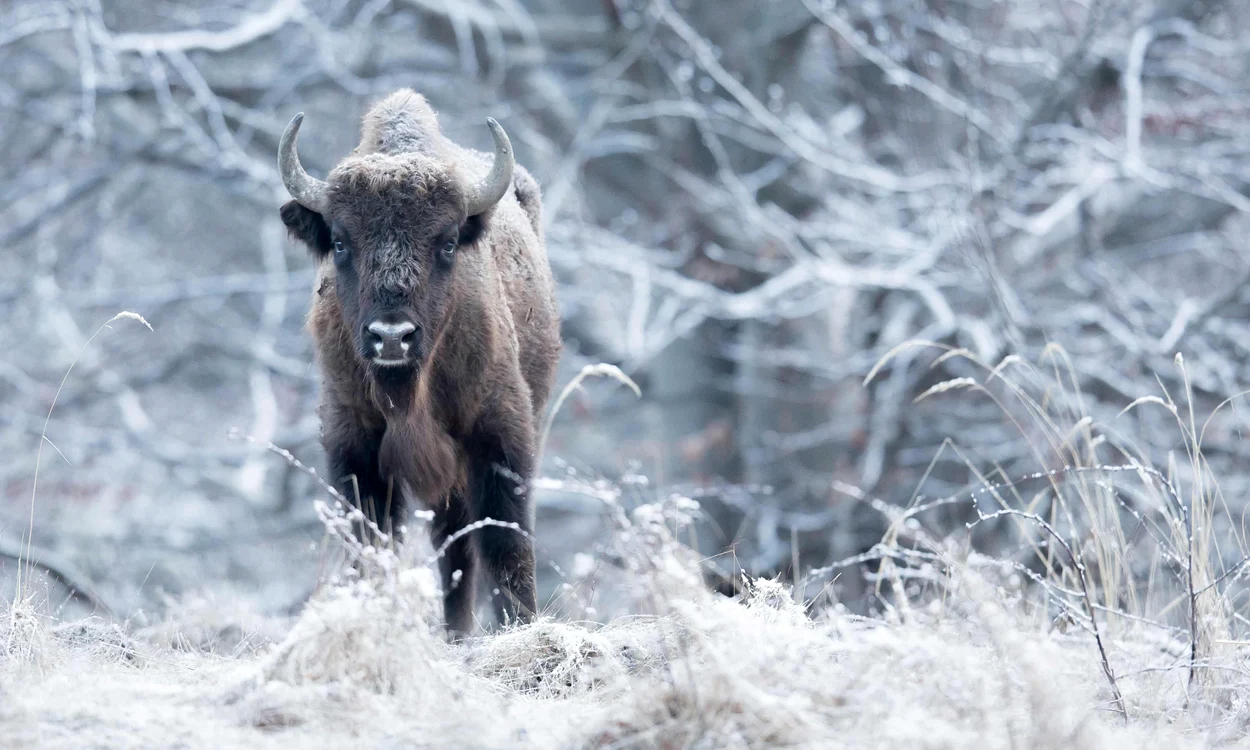 Zimbrul românesc. FOTO The Guardian