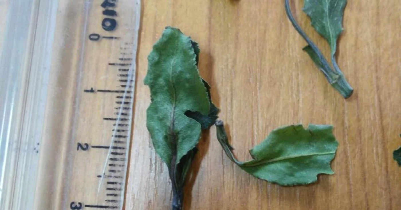 Khat - noul drog de pe piaţa din Europa vine din Africa prin România