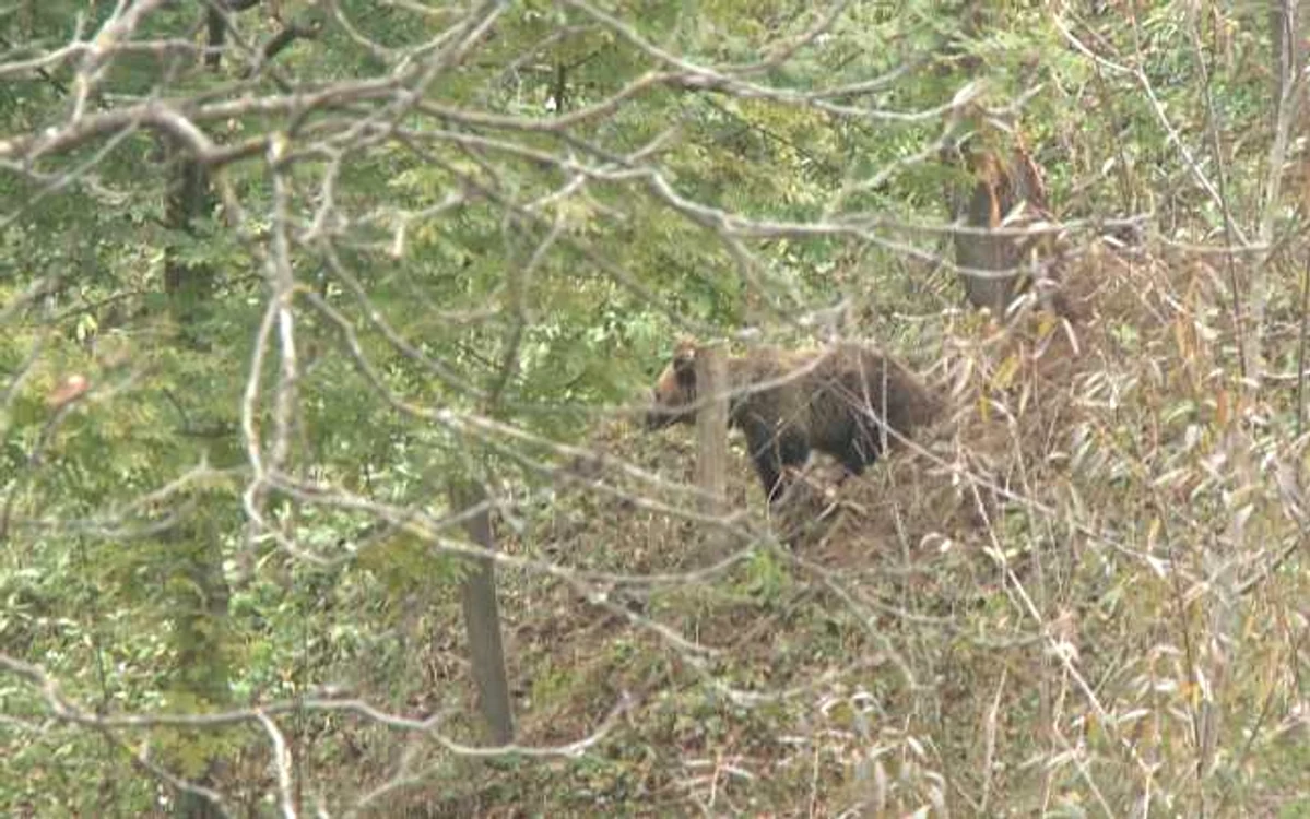 Localnicii spun că animalele s au apropiat din ce în ce mai mult de zonele locuite în căutare de hrană şi nu este prima data când sălbăticiunile ajung aşa de aproape