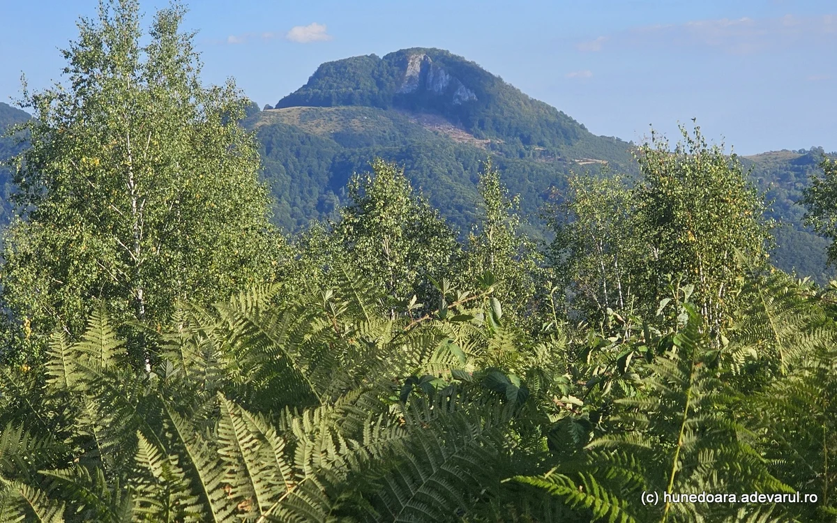 Bulzul de la Tomnatec. Foto: Daniel Guță
