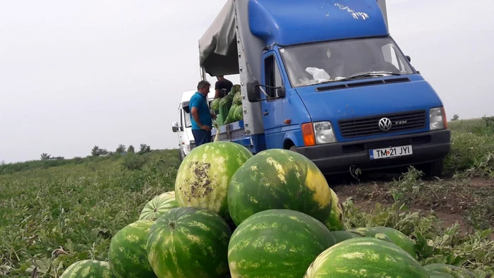 Lubeniţa de Gottlob are o mărime neobişnuită în acest sezon