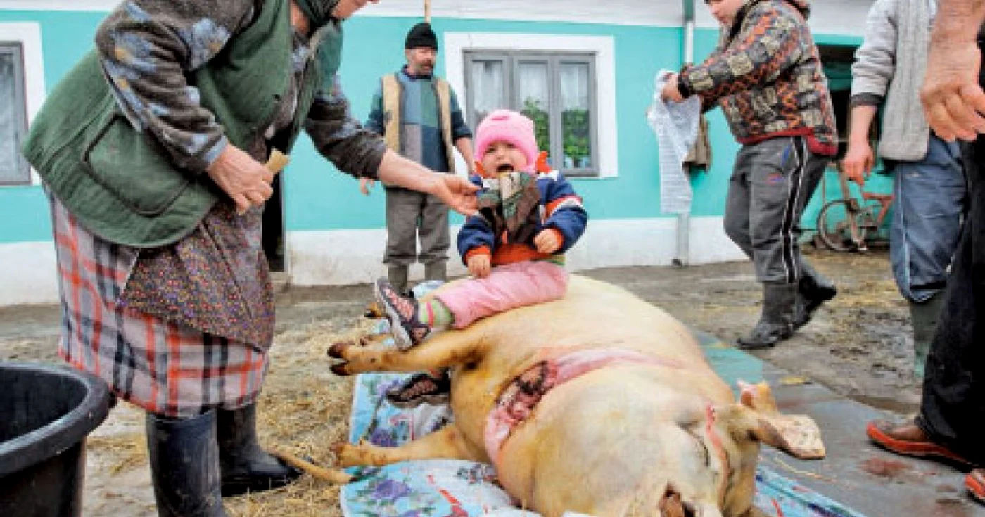 Loredana a fost urcată pe porc ca să crească mare şi puternică