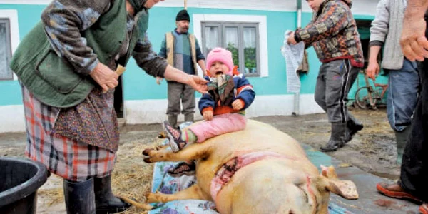 Loredana a  fost urcată pe porc ca să crească mare  şi puternică  