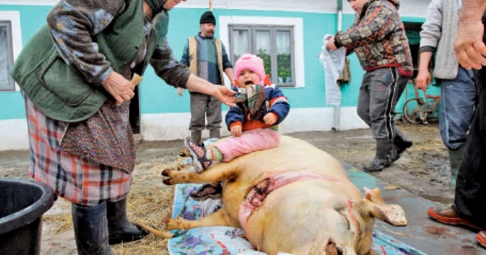 Loredana a fost urcată pe porc ca să crească mare şi puternică