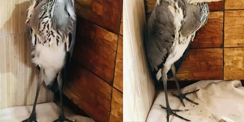 batlan foto ipj hunedoara