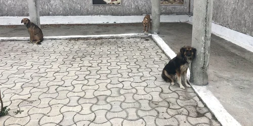 Câini chinuiţi în curtea mănăstirii de la Năvodari FOTO Barking Mad Dog Rescue