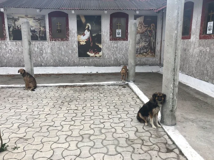 Câini chinuiţi în curtea mănăstirii de la Năvodari FOTO Barking Mad Dog Rescue