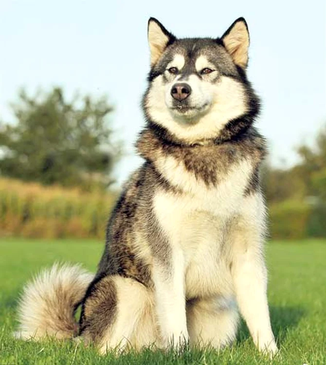 Câinele Nisha din rasa husky va fi eutanasiat