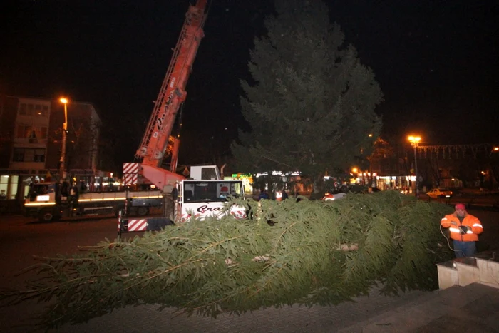 Bradul din centrul Hunedoarei a fost înlocuit. FOTO: Daniel Guţă. ADEVĂRUL.
