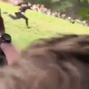 GIF Cursa de rostogolit brânză