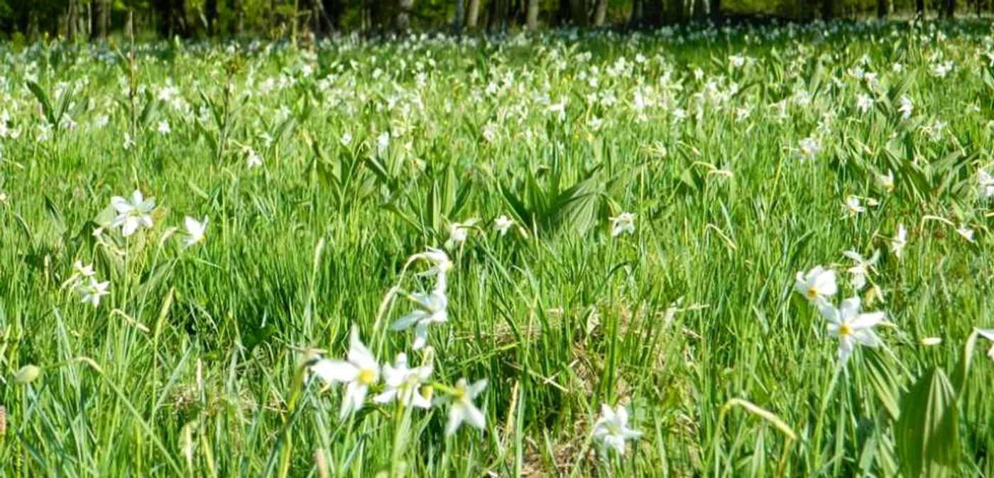 Poiana Narciselor de la Vad