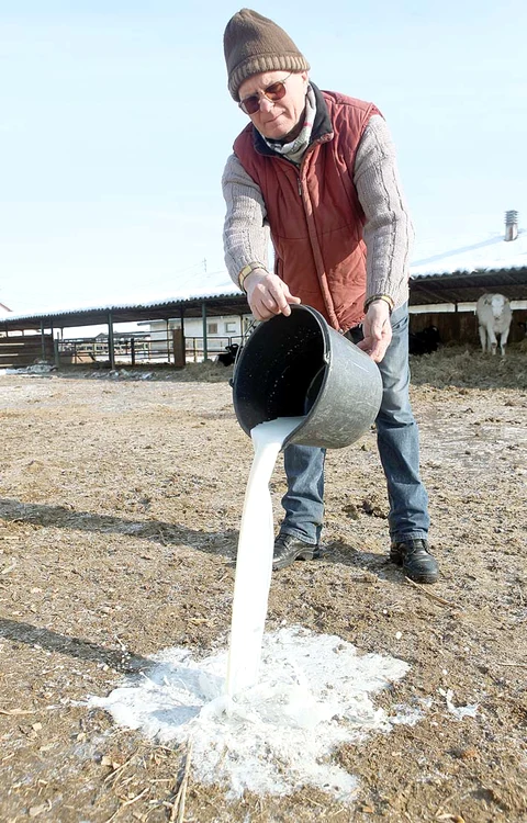 
    Văcuţele mănâncă liniştite, fără să ştie că în curând vor ajunge la abatorFoto: Sever Gheorghe  