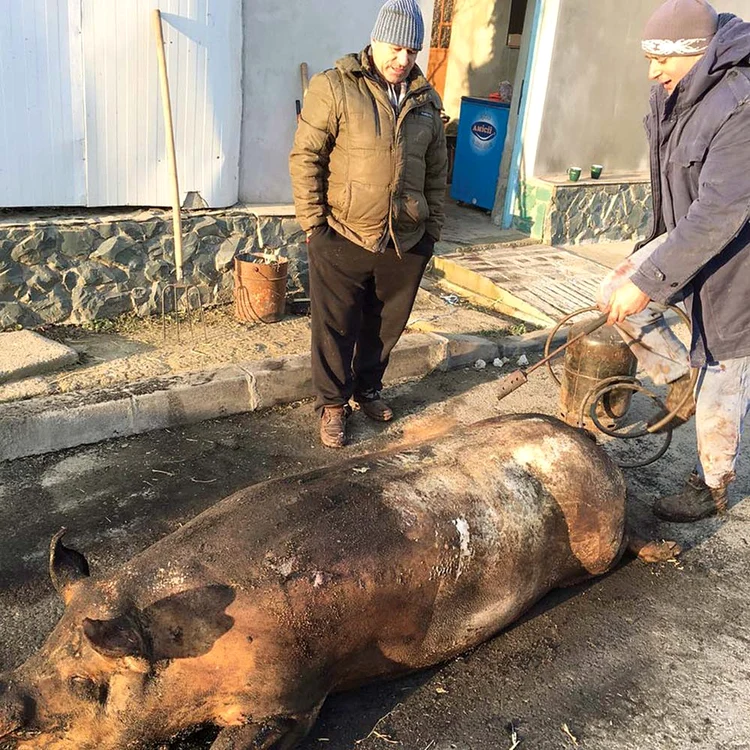 
    Nea Raţă supraveghează  operaţiunea de  pârjolire a porcului  