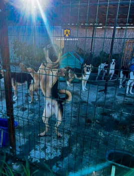 Femeia ar deține aproximativ 460 de câini FOTO IPJ Giurgiu