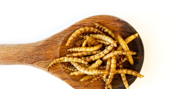 Vierme de faina FOTO Shutterstock